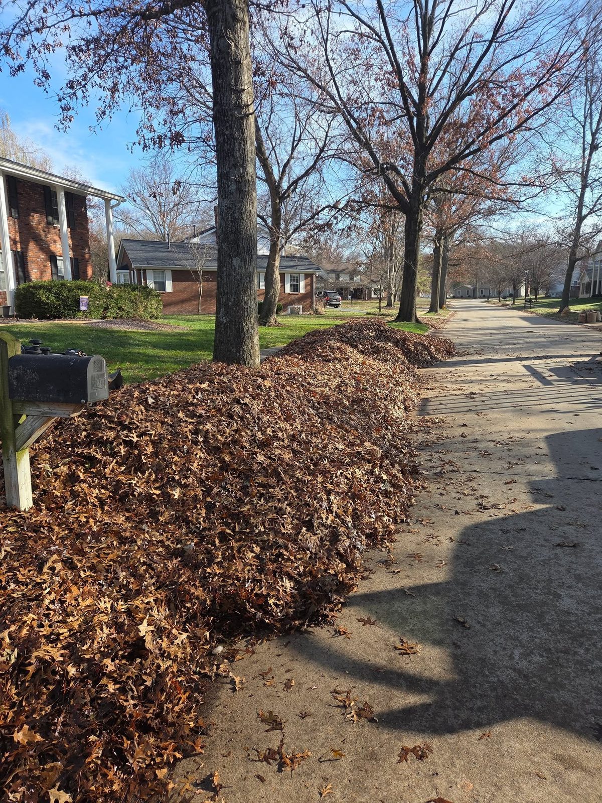 Oak leaves pulled off the lawn and piled along the drive.
